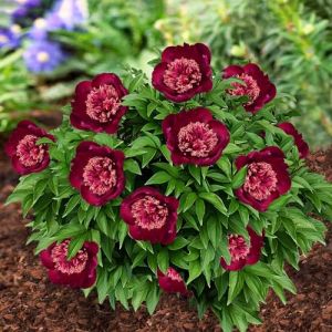 Pivoine à Planter Red Nippon - 1 Racine - Plante Vivace Extérieur - Grande Pivoine Hybride Rustique - Naturelle Plante de Hollande - Pour Jardin et Pot (pas de graines, non artificielle) (DUTCH-BULBS-COM EXCLUSIVE PLANTS FROM HOLLAND, neuf)