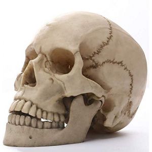 Modèle de Crâne Humain pour L'anatomie Grandeur Nature Réplique de Crâne Humain 1: 1 Résine Statue Traçage Anatomique Médical Enseignement Squelette Décoration D'halloween Cadeau (XIANGXIANGBAIHUO, neuf)