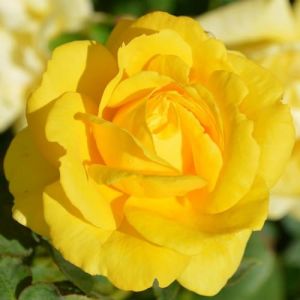 Plante des Rose Jaune (1 plante parfumée), grandes vivaces rustiques, plantes de Hollande pour le jardin et le pot (pas de graines, bulbes et non artificielles) (DUTCH-BULBS-COM EXCLUSIVE PLANTS FROM HOLLAND, neuf)