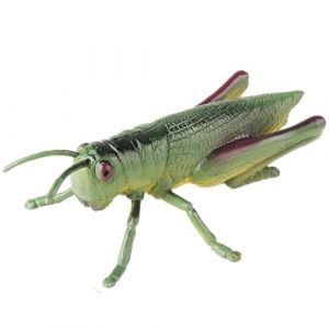 AENIMELY Grande Figurine de Sauterelle - Jouet mod&egrave;le d'insecte r&eacute;aliste Creux pour Les Enfants - Jouet d'insecte &eacute;ducatif STEM pour l'&eacute;tude de la Nature et l'affichage en Classe (AYXLIMAL, neuf)