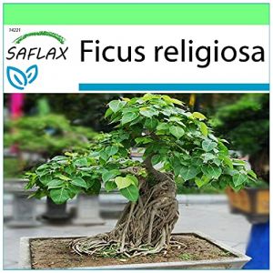 SAFLAX - Arbre de la Bodhi - 100 graines - Ficus religiosa (SAFLAX, neuf)