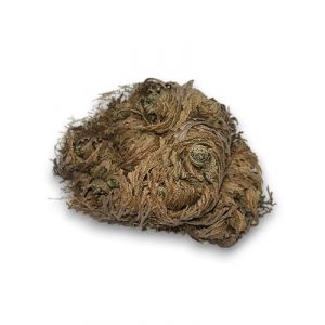 HOSTENATURA Rose de J&eacute;richo Plante de la Fortune et de la Prosp&eacute;rit&eacute; (HOSTENATURA, neuf)