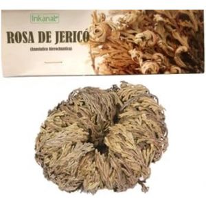 Rose de Jéricho INKANAT, la plante qui ressuscite et de la prospérité. (INKANAT, neuf)