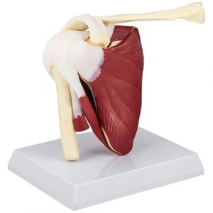Gcroet Squelette d'anatomie, mod&egrave;le de Muscles de l'articulation l'&eacute;paule en PVC avec ligaments, Anatomie '&eacute;paule pour Le Bureau des m&eacute;decins, Outil &eacute;ducatif Anatomique.. (HonglingLtd, neuf)