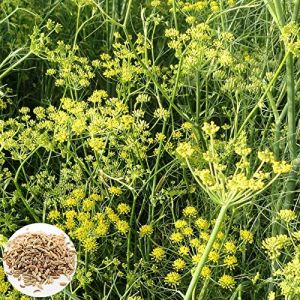 Oce180anYLVUK Graines De Fenouil, 100 Pièces/Sac De Graines De Fenouil Sans OGM, Assaisonnement D'herbes, Semis De Légumes Culinaires Pour Le Jardin Graines de fenouil (✅Abrakado✅, neuf)