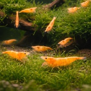 Neocaridina davidi Orange Mandarine &ndash; Lot de 10 crevettes d&rsquo;Aquarium vivantes &ndash; Couleur Orange Intense &ndash; Nano-Aquarium & bacs plant&eacute;s &ndash; &Eacute;levage fran&ccedil;ais NeoTropic (EARL NeoTropic, neuf)