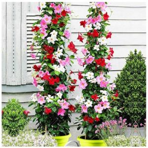 100 Graines de Mandevilla Sanderi | Plante Grimpante Vivace pour Balcon & Jardin | Plante en Pot & Clôture Végétale | Graines à Germination Rapide (Multicolore) (dinosmal, neuf)