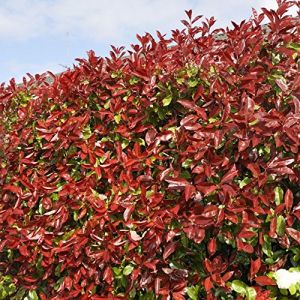 Photinia fraseri 'Red Robin' Arbuste - Haie de confidentialité persistante, Plante de jardin à croissance rapide, Arbuste extérieur à feuilles rouges robuste pour écran (Gardener's Dream Ltd, neuf)