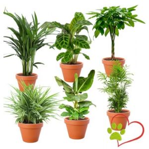 Lot de 6 plantes “Pet Friendly”, +/- 30–60 cm, ø 12–15 cm pot, Palmier d’intérieur, Bananier, Palmier Areca, Arbre à monnaie, Calathea, Plante araignée, non toxique & sans danger pour les animaux (Blume Ideal, neuf)