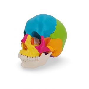 Cranstein Modèle de crâne d'ostéopathie | Études et formation médicales | Crâne enfichable | Modèle anatomique de crâne | Modèle de crâne avec aimants (Multicolore claire) (Cranstein Scientific, neuf)