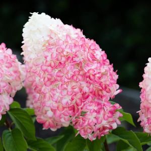 Pink and Rose (2 plantes) Hortensias Paniculata résistants à l'hiver, Véritables plantes d'hortensias de jardin de Hollande (pas de graines), Plantes vivaces pour pots et balcons (DUTCH-BULBS-COM EXCLUSIVE PLANTS FROM HOLLAND, neuf)