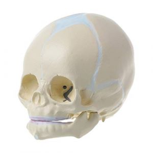 1: 1 modèle de Squelette Anatomique de crâne médical de bébé fœtal Humain enseignement Su (Tangpingsi, neuf)