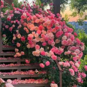 Lot de 1000 graines de rose grimpante de vigne, graines de rose grimpante pour la plantation en plein air clôtures de jardin, pergolas et treillis, vigne longue floraison (V) (YangchunY, neuf)