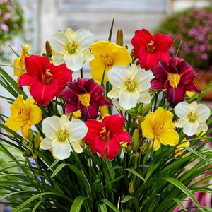Collection de Hémérocalles Rustiques (5 Racines) - Mélange de 5 Variétés de Hémérocalles - Grandes Plantes Vivaces Rustiques des Pays-Bas (pas de graines, non artificiels) - Blanc-Rouge-Rose-Violet (DUTCH-BULBS-COM EXCLUSIVE PLANTS FROM HOLLAND, neuf)