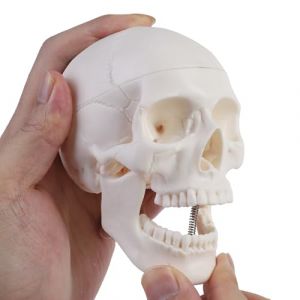 ERWEY Mini crâne modèle de squelette pour l'enseignement de l'anatomie, modèle squelette d'un crâne humain avec mâchoire mordable, blanc (Erwei, neuf)