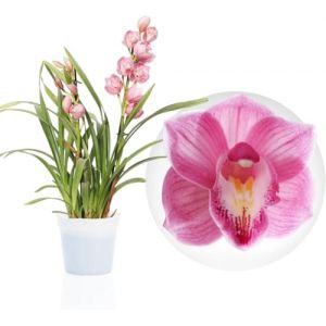 Orchid&eacute;e Cymbidium Rose - 1 Plante Int&eacute;rieur Naturelle - 60-70 cm - Pot de 14 cm - Avec fleurs et parfum&eacute;e - Naturelle Plante de Hollande (pas de graines, non artificiellele) (DUTCH-BULBS-COM EXCLUSIVE PLANTS FROM HOLLAND, neuf)