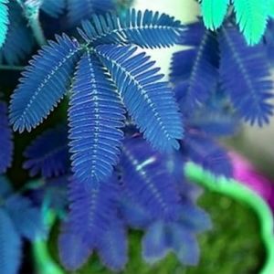 kiskick 100 pièces diverses couleurs Mimosa Pudica graines jardin bonsaï Pot plantes décor à la maison graines pour planter des légumes et des fruits Bleu Mimosa Pudica # (ahwandg, neuf)