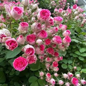 Lot de 1000 graines de rose grimpante de vigne, graines de rose grimpante pour la plantation en plein air clôtures de jardin, pergolas et treillis, vigne longue floraison (E) (YangchunY, neuf)