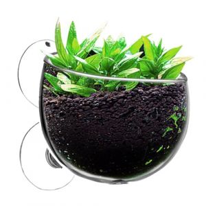 Pots de aquatiques | Pots de d'aquarium avec ventouses | Pot de fleurs aquatique avec ventouses – Pot en verre, pots de fleurs pour aquarium transparent avec ventouses pour (feretazm, neuf)
