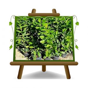 EURO PLANTS VIVAI Laurier cerise Cerasus Plante pour Haie Hauteur 80~90 cm. en Pot 18 cm (Euro Plants Vivai, neuf)