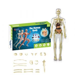 3D Human Body Torso Model for Kid Anatomy Model Skeleton, Mod&egrave;le Anatomique du Squelette Humain, Mini Mod&egrave;le De Squelette Humain pour Squelette De Mod&egrave;le D'Anatomie d'enfant (LUCKKY【FAST DELIVERY】, neuf)