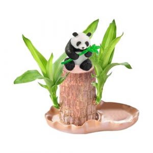 Plante de Bois Brésilien, Mini Bois Porte-Bonheur du Brésil de Souche Hydroponique, Plante D'intérieur pour Purifier l'air, Plantes de Bureau à Souche en Pot (Brazilian Wood+Panda+Pot) (JIWANGKUN, neuf)