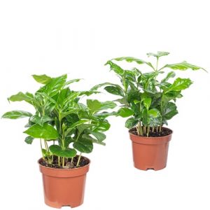Lot de 2 Caféier d'Arabie - plante d'intérieur facile d'entretien, Coffea Arabica - hauteur env. 15-20 cm, pot-Ø 9 cm (Flowerbox France, neuf)