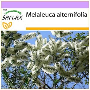 SAFLAX - Arbre à thé - 400 graines - Melaleuca alternifolia (SAFLAX, neuf)
