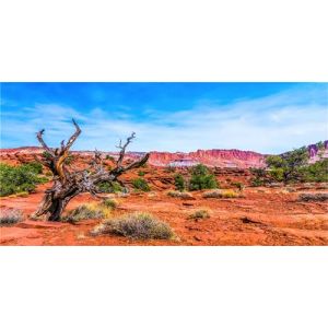 MIRRORANG 76x46cm Fond en Vinyle Durable Fond d'habitat de Reptile Bleu Ciel Oasis Orange d&eacute;sert Terrarium Fond (MIRRORANG Shop EU, neuf)