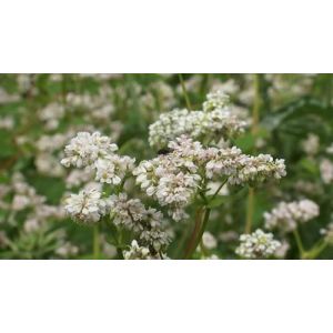 150 Graines de Graines de Sarrasin BIO - Fagopyrum esculentum Moench - Bl&eacute; Noir - C&eacute;r&eacute;ale fleur ros&eacute; - Jardin - 327 (✅Abrakado✅, neuf)