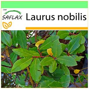 SAFLAX - Laurier vrai - 6 graines - Laurus nobilis (SAFLAX, neuf)