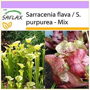 SAFLAX - Sarrac&eacute;nie pourpre - 10 graines - Sarracenia flava/S. purpurea - Mix (SAFLAX, neuf)