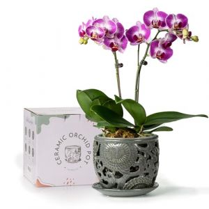 HERDUK Pot à orchidée en céramique de 16,5 cm avec trous et soucoupe, pot à orchidée d'intérieur pour rempotage, pot de fleurs pour le soin des orchidées et la santé des racines, avec aération et (Fast Media Ships From USA, neuf)