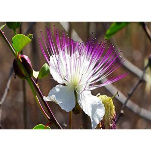 100 Graines de Câpres (Capparis Spinosa) (Tu Propio Jardín, neuf)