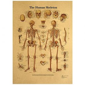 bopely Syst&egrave;me De Squelette Corporel Graphique Anatomique De Squelette Humain Anatomie Affiche Mur Arts Arts Kraft Papier Affiches D&eacute;coracion (yongjingduo, neuf)