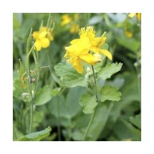Chelidoine majus - Herbe à verrues (lot de 3 pieds) (HORTIFLOR BUREAU, neuf)