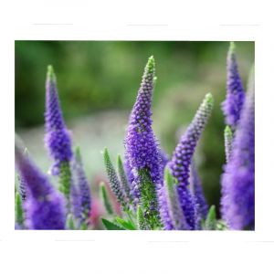 Sachet de graines de V&eacute;ronique vivace en &eacute;pi &agrave; fleur bleue - 0,5 g - fleur vivace - LES GRAINES BOCQUET (LES GRAINES BOCQUET, neuf)
