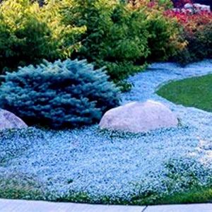 500 pièces Thym Serpolet Couvre Sol, Graines de Thym Rampant, de graines de Fleurs faciles à Planter Multicolores graines de thym rampantes Outil de Jardinage (Bleu Clair) (Austinstore, neuf)
