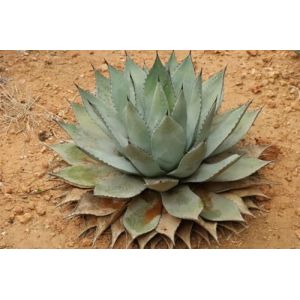 20 Graines - AGAVE Potatorum - Plante Succulente - Plante vivace Fleurs Jardin - 257 (✅Abrakado✅, neuf)