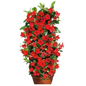 100 Graines de Mandevilla Sanderi | Plante Grimpante Vivace pour Balcon & Jardin | Plante en Pot & Clôture Végétale | Graines à Germination Rapide (Rouge) (dinosmal, neuf)