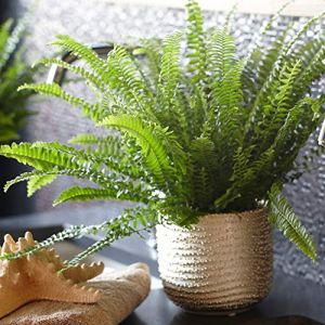 Nephrolepis Fougère de Boston | de 25 à 35 cm Plante en Pot pour la Maison ou le Bureau | Meilleure Plante d'intérieur (Gardener's Dream Ltd, neuf)