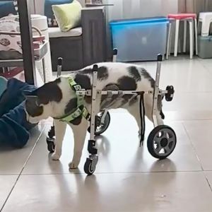 Chariot Chien Handicap&eacute; Fauteuil Roulant pour Chat Xxs/xs/s pour Pattes Arri&egrave;re, Aides &agrave; La Mobilit&eacute; pour Chien &agrave; Quatre Roues pour La R&eacute;&eacute;ducation de L'arthrite, Chariot Portable pour Attelle de Jambe (LikG-127, neuf)