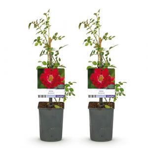 GreenboutiQ - Rosier grimpant - Rosa Red Queen - Fleurs rouges - Peu d'entretien - 2 plantes - Pot 11cm Hauteur 40cm (Green boutiQ, neuf)