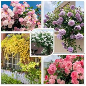 500 Graines de Rosier Grimpant, Graines de Roses de Couleurs MéLangées, Plante Vivace Exterieur, Peuvent Fleurir en Toutes Saisons, pour Les Clôtures, Les Treillis et Les Plantations Sur Balcon(Rosi (ZRJ-SHOP, neuf)
