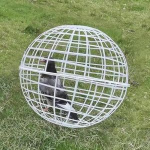 Cage à balles de sécurité circulaire pour poules - Poulailler mobile - Cage amovible pour les morsures et le piétinement - 30 cm (Jipersuo, neuf)