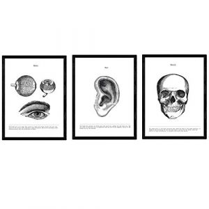 Nacnic Lot de 3 affiches d'anatomie en noir et blanc avec des images du corps humain. Pack d'images sur la biologie avec Yeux, oreilles et crâne Format A3. sans cadre. (Nacnic, neuf)