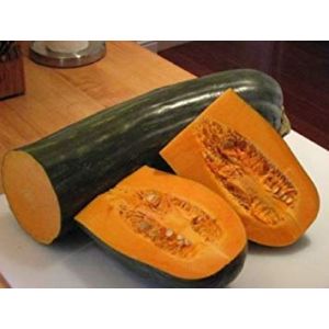 SANHOC Graines emballage: frais Heirloom Italie Lunga di Napoli Naples long citrouille 20 graines courge d'hiver Grand (ghino di tacco, neuf)