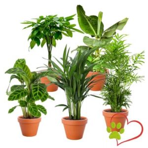 Lot de 5 plantes “Pet Friendly”, +/- 30–60 cm, ø 12–15 cm pot, Palmier d’intérieur, Bananier, Palmier Areca, Arbre à monnaie, Calathea, non toxique & sans danger pour les animaux (Blume Ideal, neuf)