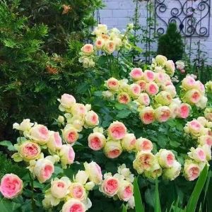 Lot de 1000 graines de rose grimpante de vigne, graines de rose grimpante pour la plantation en plein air clôtures de jardin, pergolas et treillis, vigne longue floraison (P) (YangchunY, neuf)