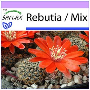 SAFLAX - Cactus nain argentin - 40 graines - Rebutia/Mix (SAFLAX, neuf)